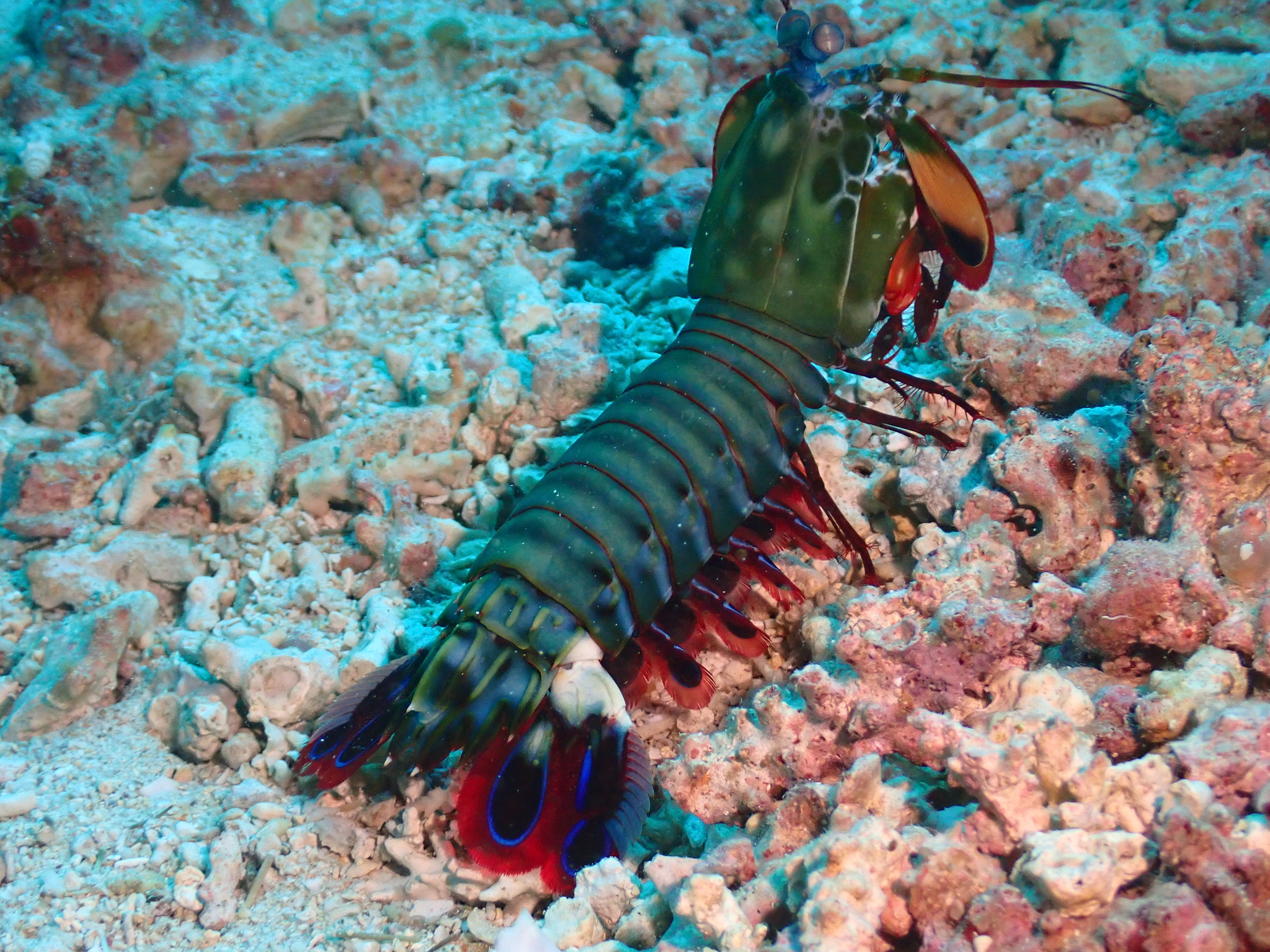 Stunning Crustacean Calcium For Reptiles image