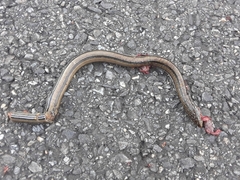 Ophisaurus attenuatus