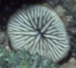 Cantharellus doederleini
