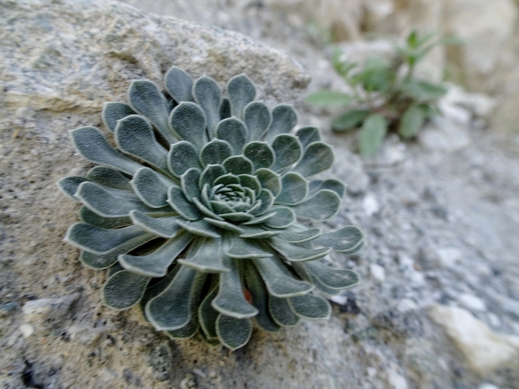 Aizoon Rock Jasmine