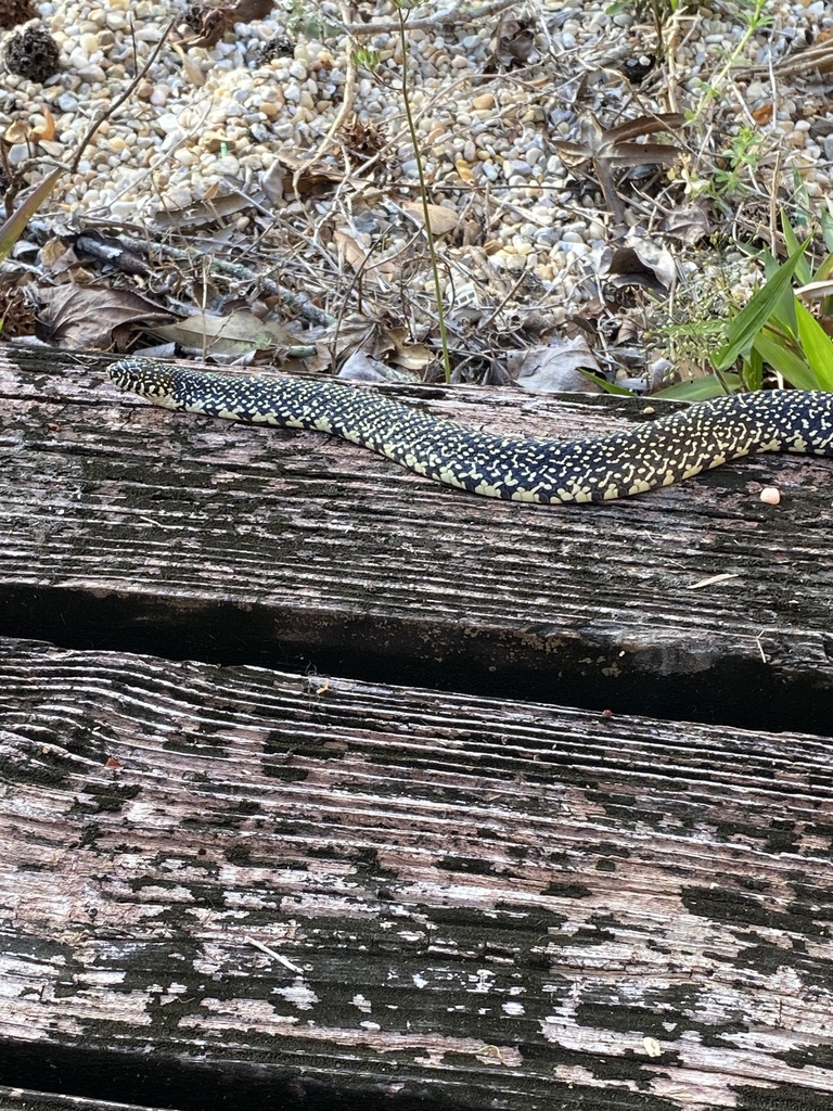 Kingsnakes and Milk Snakes from Cobblestone Ct, Baton Rouge, LA, US on ...