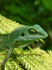 Green Crested Lizard photo 2