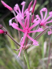 Nerine angustifolia image