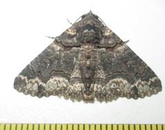 Pericyma atrifusa