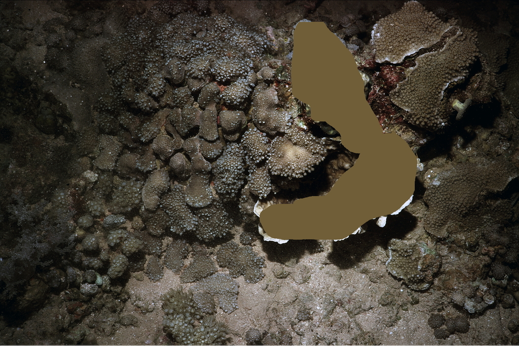 Goniopora pearsoni