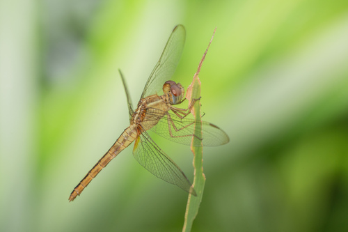 Scarlet Skimmer, photo 2 of 10