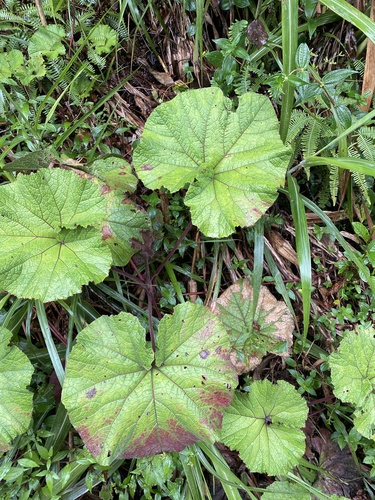 Gunnera macrophylla (Gunnera macrophylla)