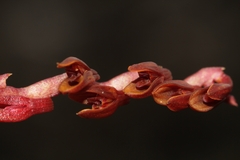 Acianthera teres, photograph (c) Pedro Quinellato Dantas, some rights reserved (CC BY)