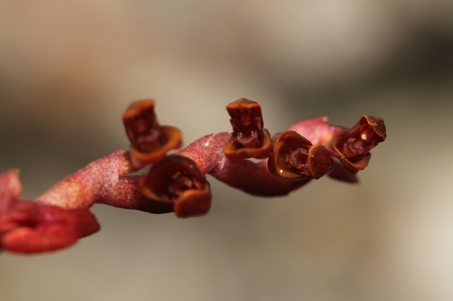 Acianthera teres, photograph 5