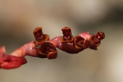 Acianthera teres, photograph (c) Pedro Quinellato Dantas, some rights reserved (CC BY)
