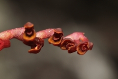 Acianthera teres, photograph (c) Pedro Quinellato Dantas, some rights reserved (CC BY)