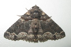 Pericyma atrifusa