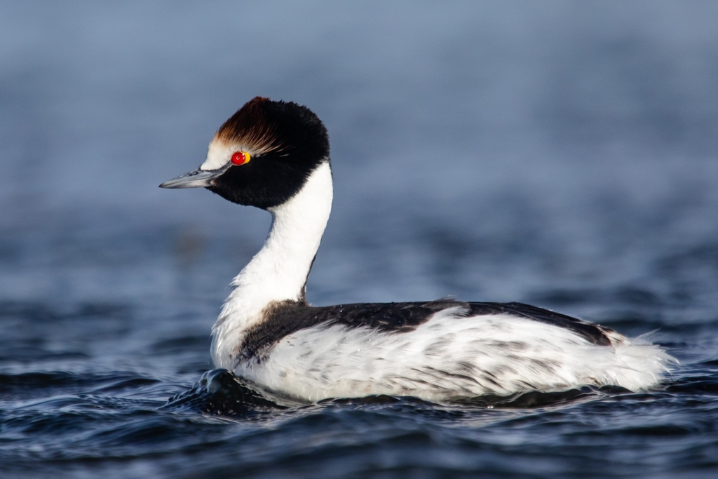 Hooded Grebe