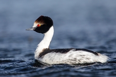 Hooded Grebe photo 1