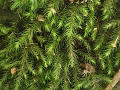 Echinodiopsis hispida