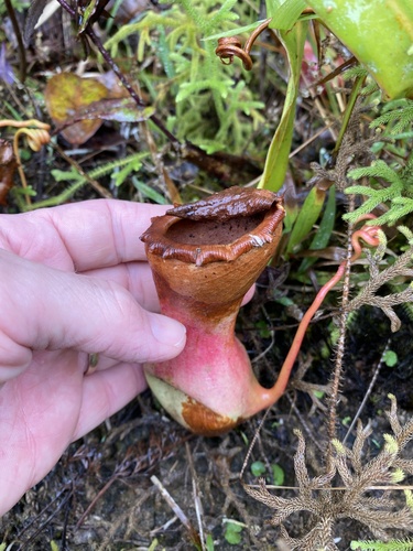 Nepenthes ventricosa