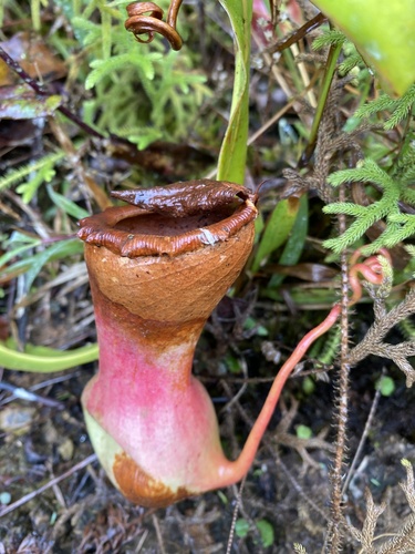 Nepenthes ventricosa