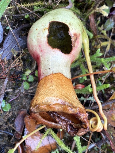 Nepenthes ventricosa