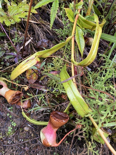 Nepenthes ventricosa