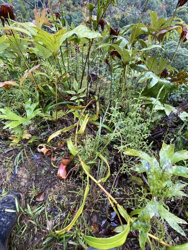 Nepenthes ventricosa