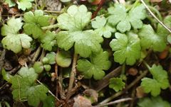 Hydrocotyle microphylla