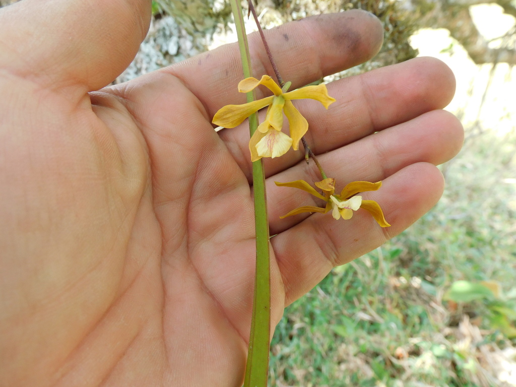 Encyclia leucantha Schltr.