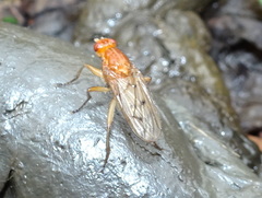Sciomyzoidea
