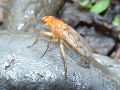 Sciomyzoidea
