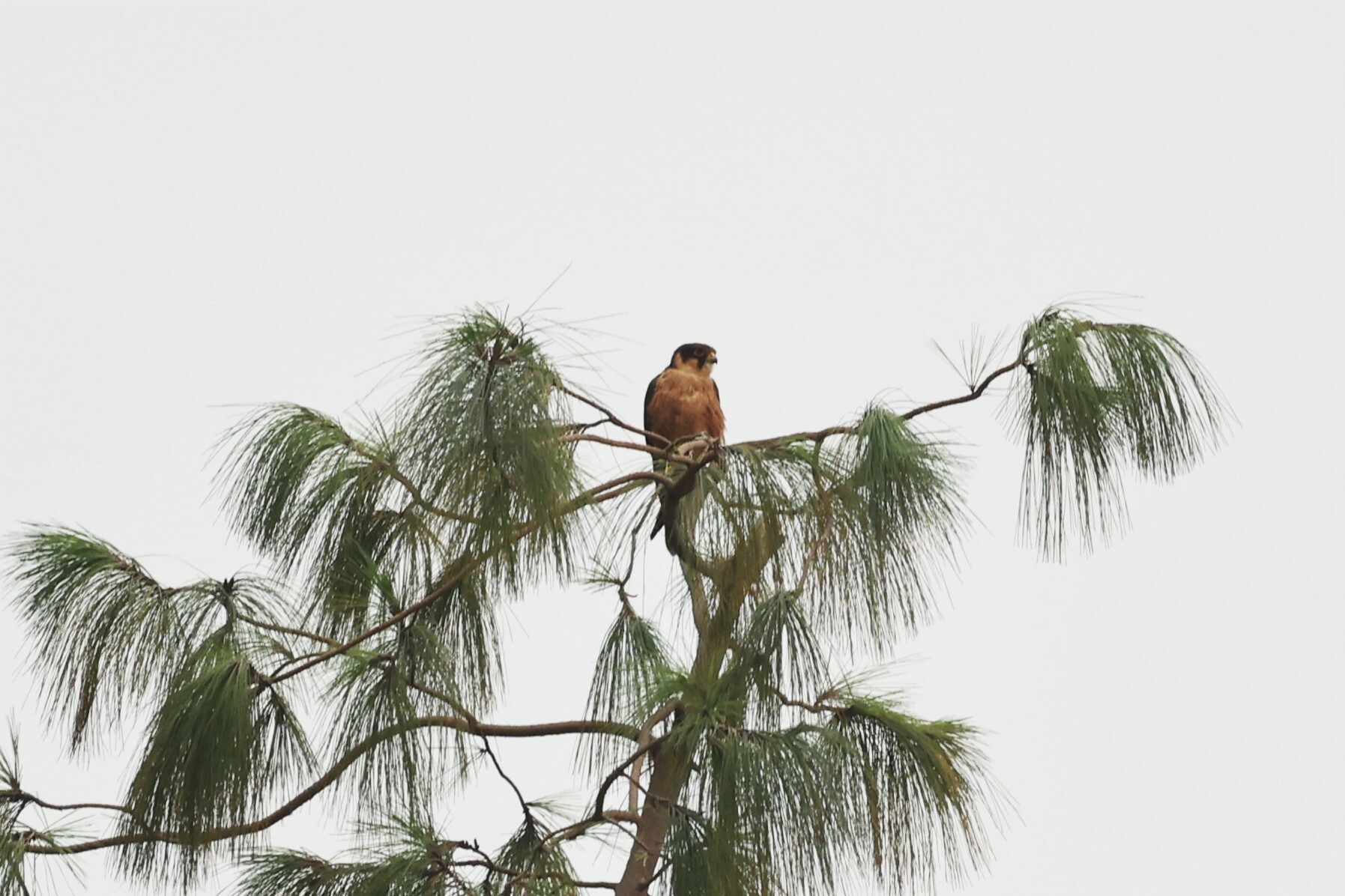 African Hobby (Falco cuvierii), photo 2