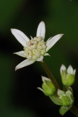 Alepidea cordifolia image