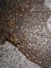 Vespula germanica