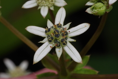 Alepidea cordifolia image