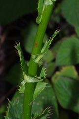 Alepidea cordifolia image