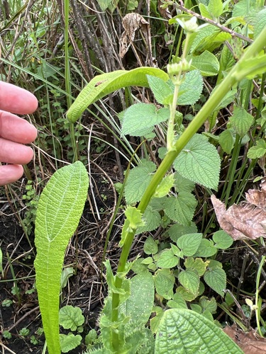 Alepidea cordifolia image