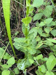 Alepidea cordifolia image