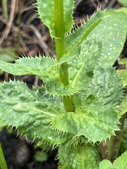 Alepidea cordifolia image