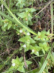 Crassula pellucida image