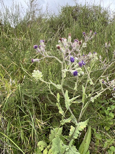 Senecio gerrardii image