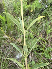 Coleus kirkii image