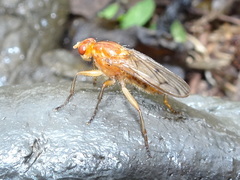 Sciomyzoidea