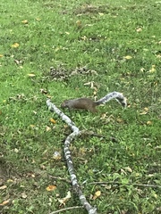 Sciurus carolinensis