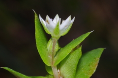 Image of Crassula pellucida