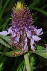 Coleus kirkii image