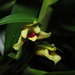Maxillaria acervata - Photo (c) Mateo Hernandez Schmidt, some rights reserved (CC BY-NC-SA), uploaded by Mateo Hernandez Schmidt