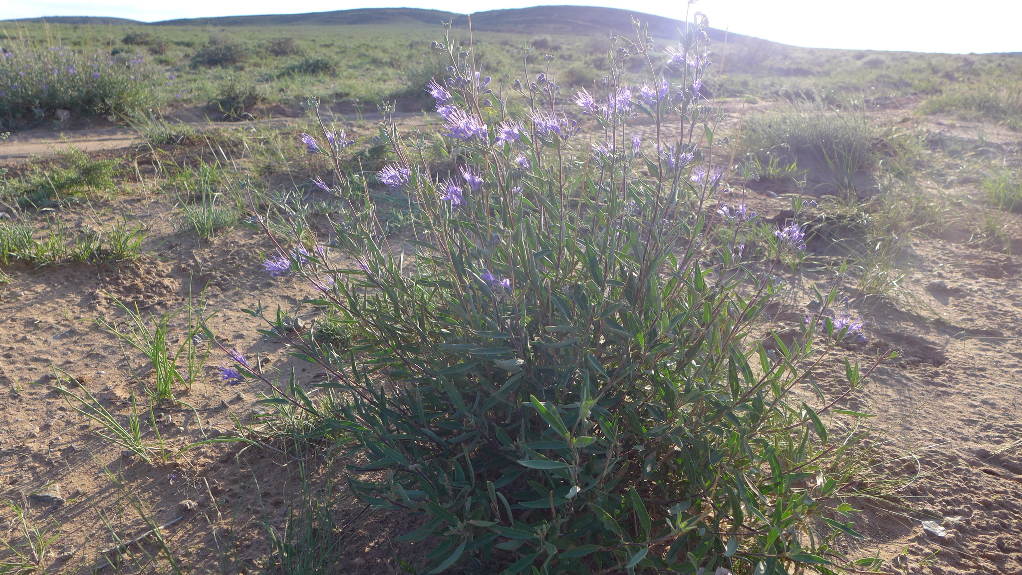 Mongolian Bluebeard (Caryopteris mongholica)