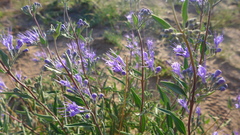 (c) Samantha Bazan, some rights reserved (CC BY) Caryopteris mongholica, photograph (c) Samantha Bazan, some rights reserved (CC BY)