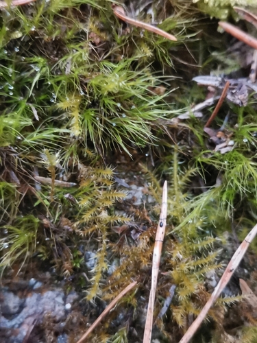 Chalk Feather-moss (Campylophyllopsis calcarea)