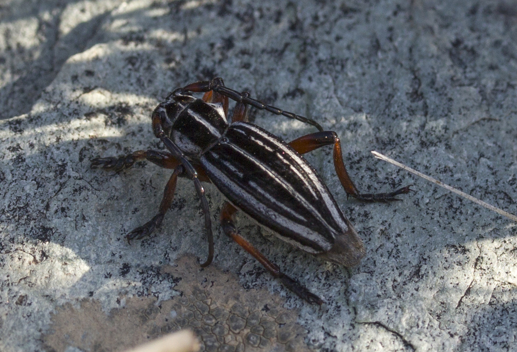 Dorcadion nikolaevi
