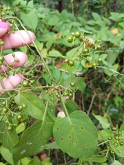 Paederia foetida