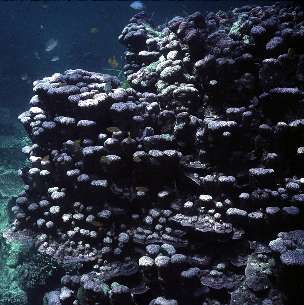 Porites monticulosa